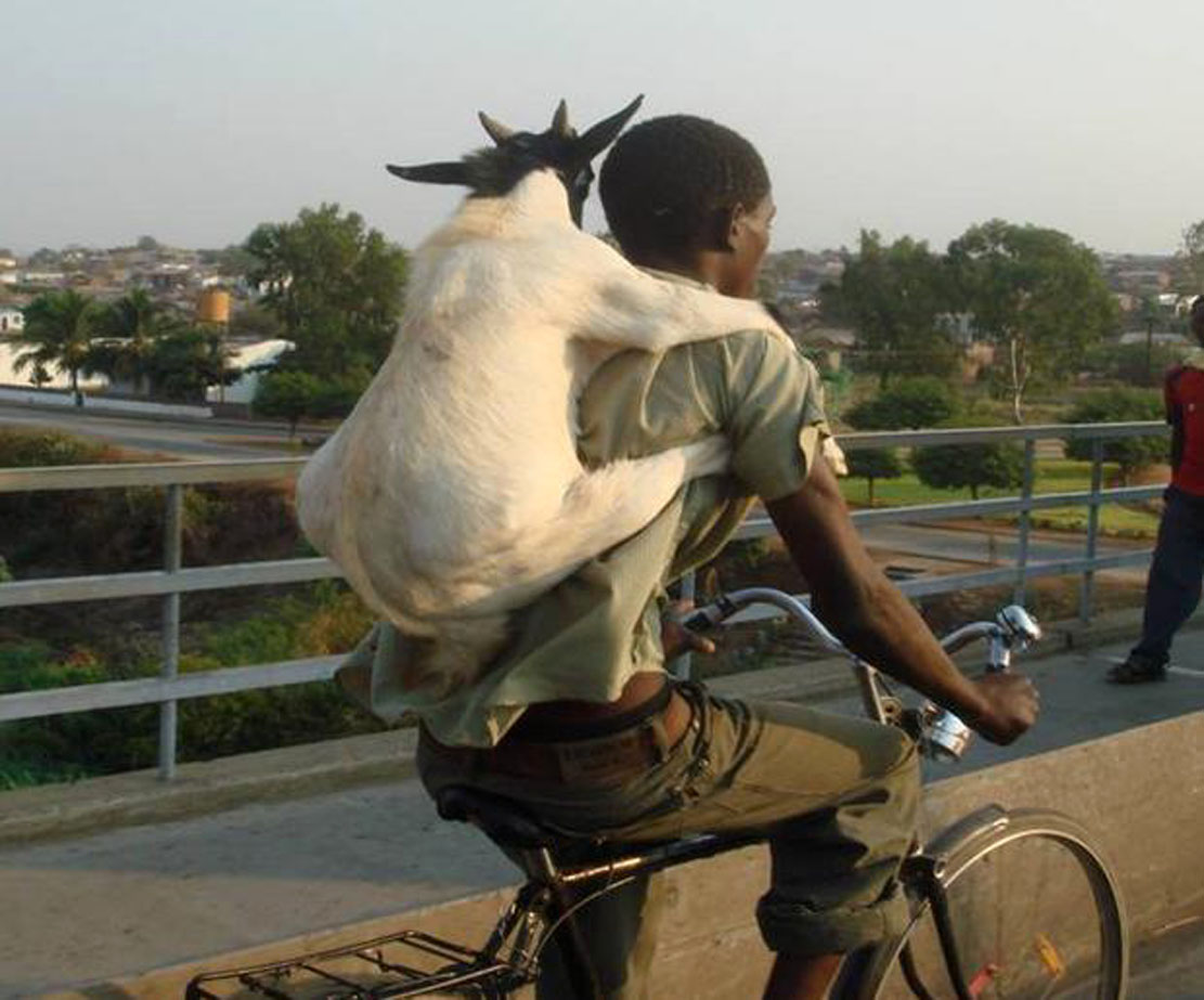 Вез на спине. Мотоцикл козел. Человек коза. Коза на велосипеде.